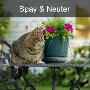 Spay and Neuter